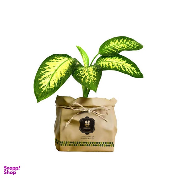 گیاه طبیعی دیفن باخیا شرکت گلباران سبز گیلان مدل GN13-15K