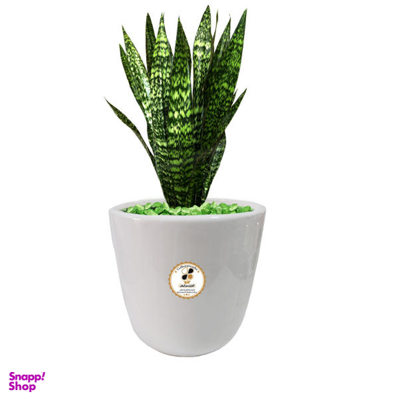 گیاه طبیعی سانسوریا شمشیری شرکت گلباران سبز گیلان مدل GN13-24L