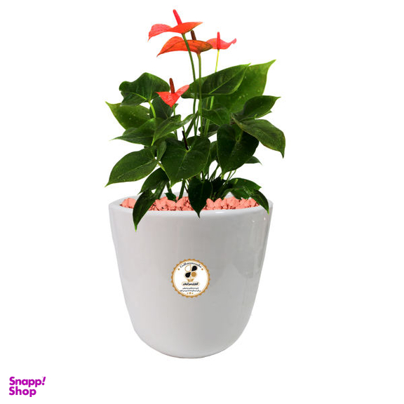 گل طبیعی آنتوریوم شرکت گلباران سبز گیلان مدل GN12-20L
