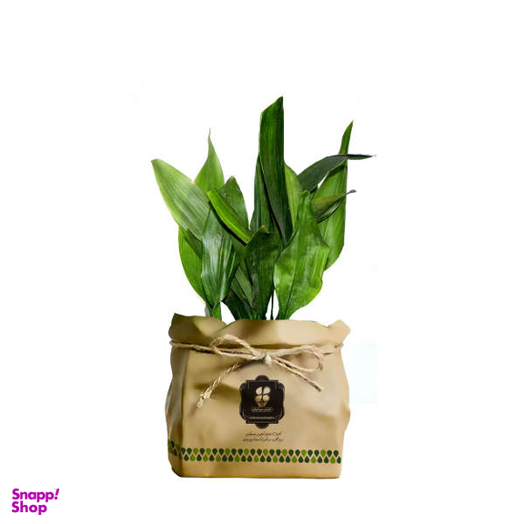 گیاه طبیعی عبایی شرکت گلباران سبز گیلان مدل GN12-6K