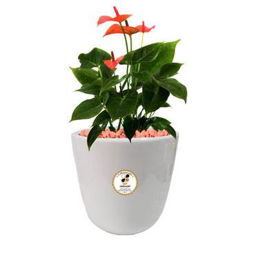 گیاه طبیعی آنتوریوم شرکت گلباران سبز گیلان مدل GN12-20M