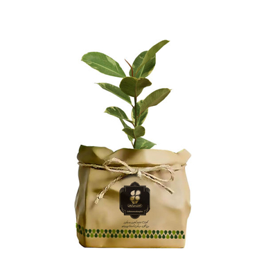 گیاه طبیعی فیکوس الاستیکا ابلق شرکت گلباران سبز گیلان مدل GN13-2K