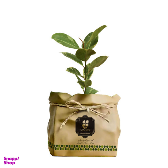 گیاه طبیعی فیکوس الاستیکا ابلق شرکت گلباران سبز گیلان مدل GN13-2K