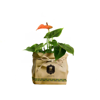 گیاه طبیعی آنتوریوم شرکت گلباران سبز گیلان مدل GN12-20K