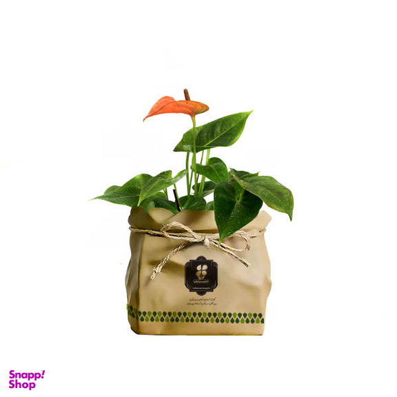 گیاه طبیعی آنتوریوم شرکت گلباران سبز گیلان مدل GN12-20K