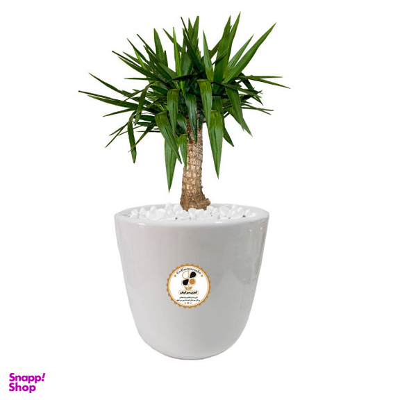 گیاه طبیعی یوکا شرکت گلباران سبز گیلان مدل GN12-16L