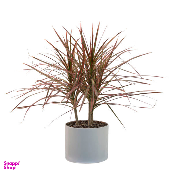 گیاه طبیعی دراسنا پرچمی کد DP1