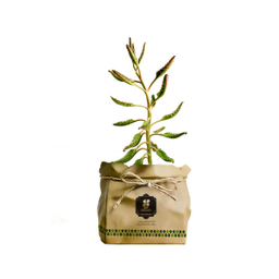 گیاه طبیعی کاکتوس اشک زلیخا شرکت گلباران سبز گیلان مدل GN13-40K