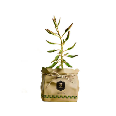 گیاه طبیعی کاکتوس اشک زلیخا شرکت گلباران سبز گیلان مدل GN13-40K