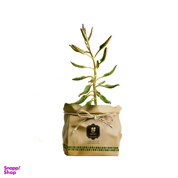 گیاه طبیعی کاکتوس اشک زلیخا شرکت گلباران سبز گیلان مدل GN13-40K