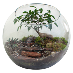 تراریوم گیاه طبیعی کد huge-7000