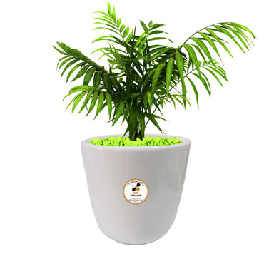 گیاه طبیعی شامادورا شرکت گلباران سبز گیلان مدل GN13-22L