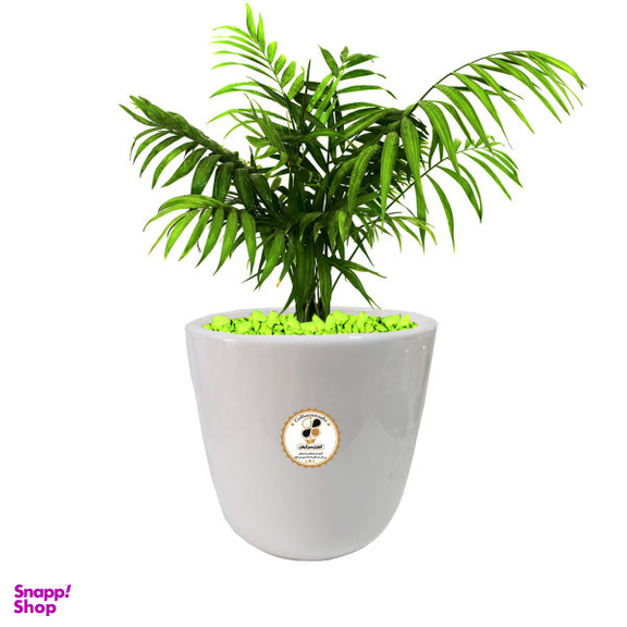 گیاه طبیعی شامادورا شرکت گلباران سبز گیلان مدل GN13-22L