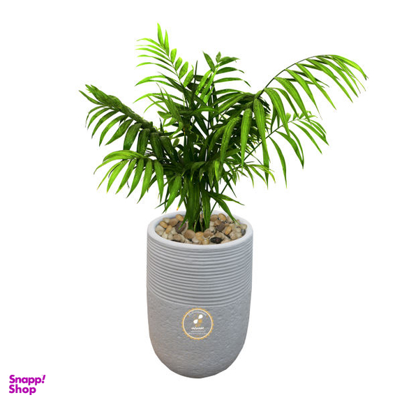 گیاه طبیعی شامادورا گلباران سبز گیلان مدل GN1-FAN3