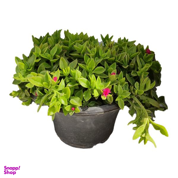گیاه طبیعی ناز کد byt27