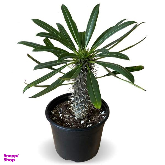 گیاه طبیعی نخل ماداگاسکار کد G03