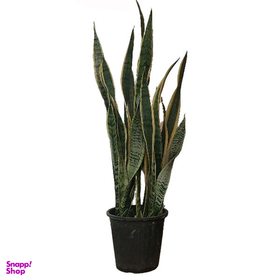 گیاه طبیعی سانسوریا مدل ابلق کد F-03