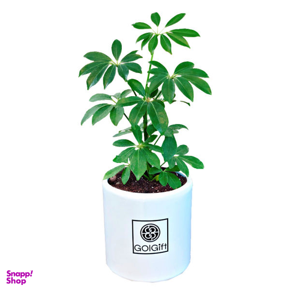 گیاه طبیعی شفلرا سبز گل گیفت کد GP011