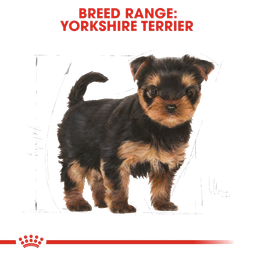 غذای خشک توله سگ رویال کنین (Royal Canin) مدل Puppy Yorkshire Terrier وزن 1.5 کیلوگرم