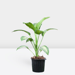 گلدان دیفن باخیا گل ستان (GolSetan) ارتفاع 95 سانتی متر