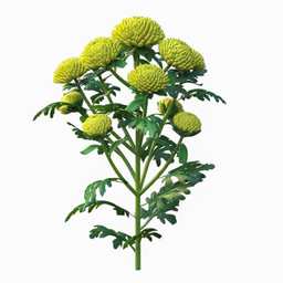 شاخه گل داوودی مینیاتوری کد Y001