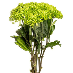 شاخه گل داوودی مینیاتوری کد Y001