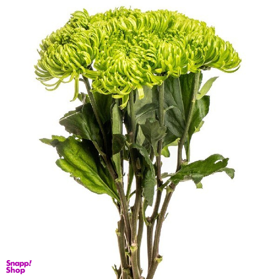 شاخه گل داوودی مینیاتوری کد Y001