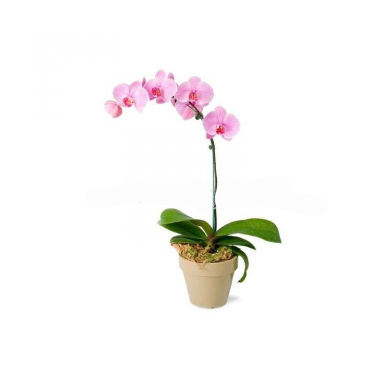 گل طبیعی فلانوپسیس ایگل (Egol) کد G155