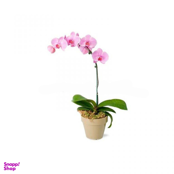 گل طبیعی فلانوپسیس ایگل (Egol) کد G155