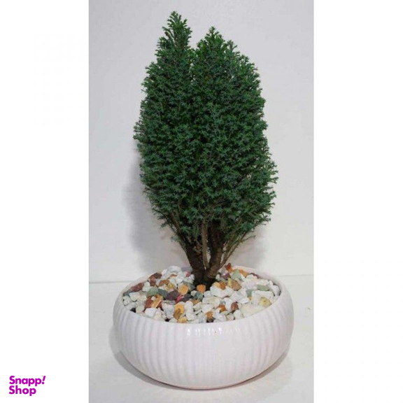 بن سای کاج سوزنی ایگل (Egol) کد B905