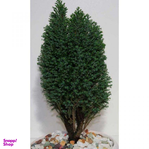 بن سای کاج سوزنی ایگل (Egol) کد B905