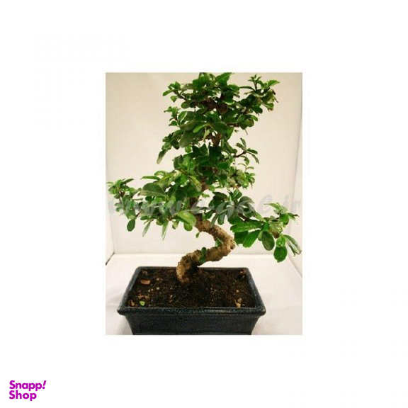 بن سای کروسلا ایگل (Egol) کد B107