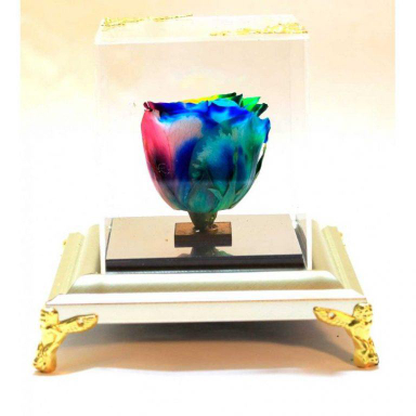 رز جاودان رنگین گمان ایگل (Egol) کد R120
