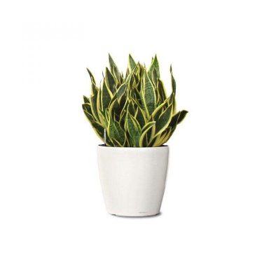 گل طبیعی سانسوریا ابلق ایگل (Egol) کد G625