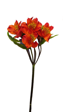 شاخه گل آلسترومریا رنگ نارنجی