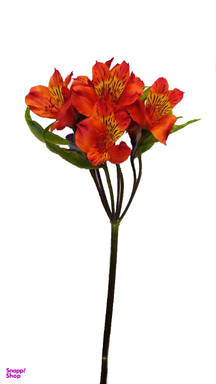 شاخه گل آلسترومریا رنگ نارنجی