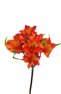 شاخه گل آلسترومریا رنگ نارنجی