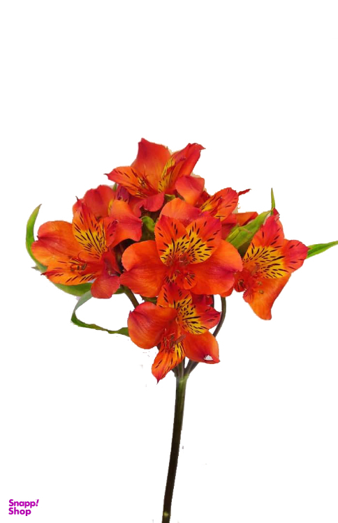 شاخه گل آلسترومریا رنگ نارنجی