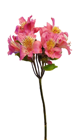 شاخه گل آلسترومریا رنگ صورتی