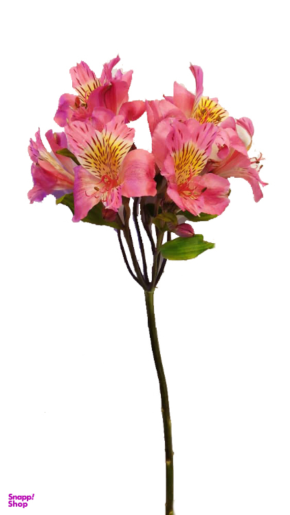 شاخه گل آلسترومریا رنگ صورتی