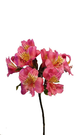 شاخه گل آلسترومریا رنگ صورتی