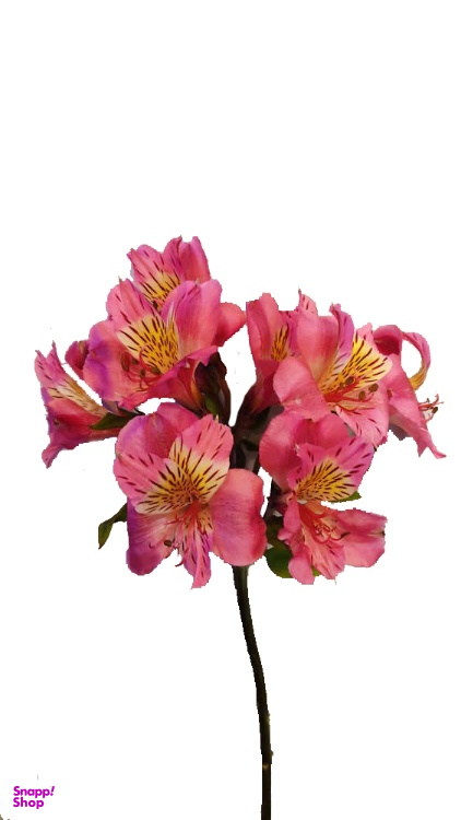 شاخه گل آلسترومریا رنگ صورتی