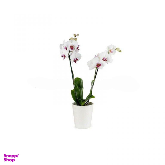 گلدان گل ارکیده ایگل (Egol) کد S912