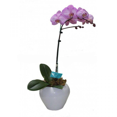 گلدان گل ارکیده ایگل (Egol) کد S743