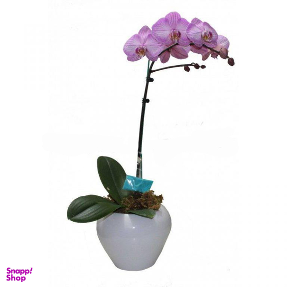 گلدان گل ارکیده ایگل (Egol) کد S743