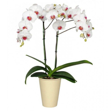 گلدان ارکیده ایگل (Egol) کد G156