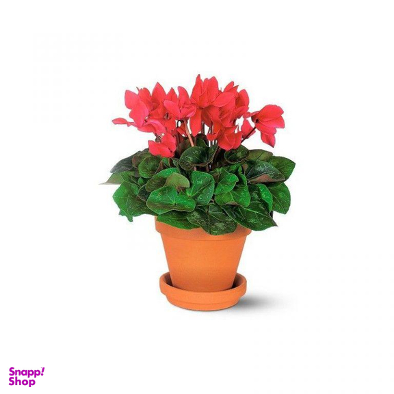 گلدان سیکلمن ایگل (Egol) کد G162