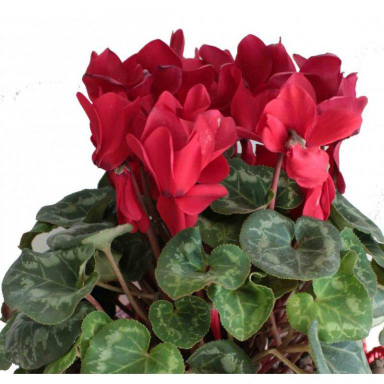 گلدان سیکلمه ایگل (Egol) کد G852