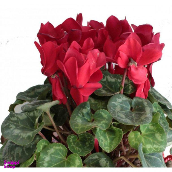 گلدان سیکلمه ایگل (Egol) کد G852