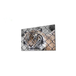 تابلو شاسی ونسونی طرح Tiger In Cage سایز 50x70 سانتی متر